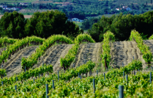 Captura de pantalla 2016-03-20 a les 11.55.29